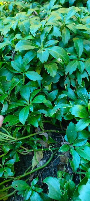 Sadzonki rumianki japonskiej