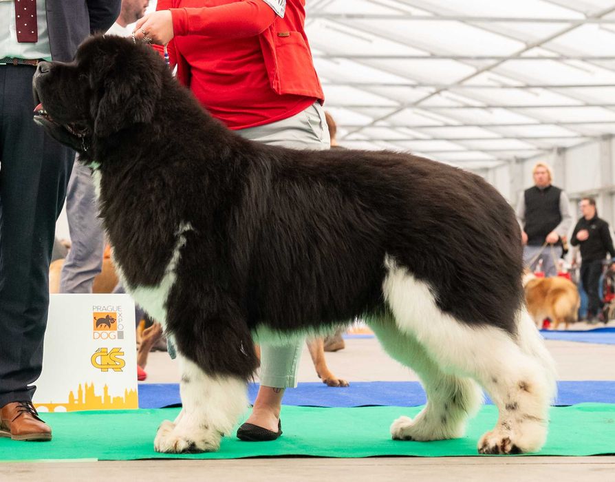 Nowofundland szczenię ZKwP/FCI
