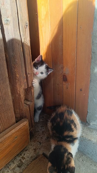 Oddam kotki w dobre ręce