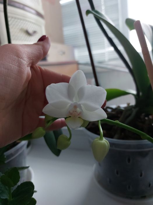 Продам орхидею миди