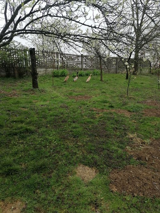 Sprzedam kaczki biegusy