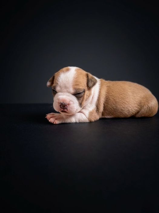 Efektowna suczka American Staffordshire Terrier ZKwP/FCI