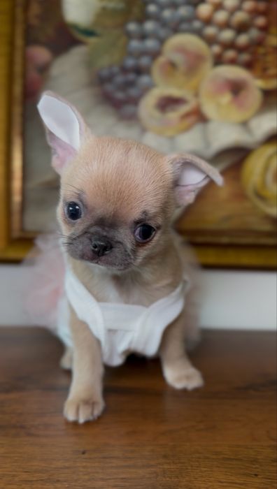 Mini Chihuahua suczka typ cobby do rezerwacji