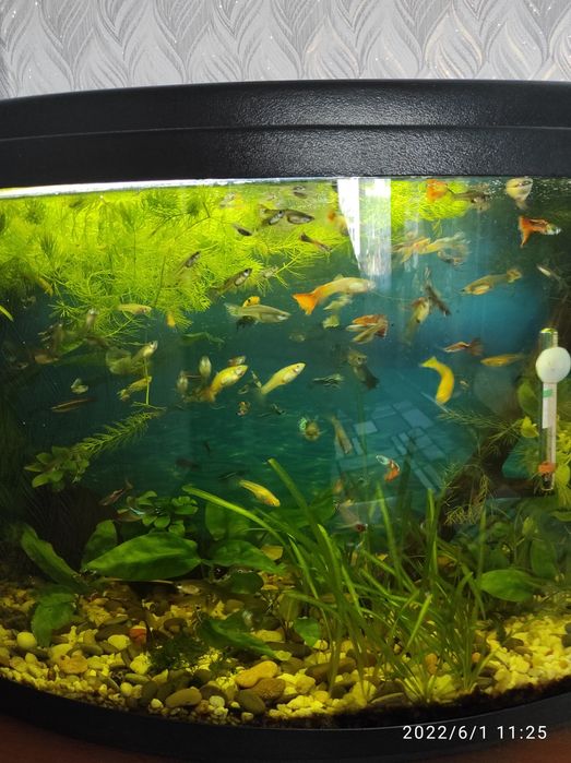 Рибки гуппі самці і самки