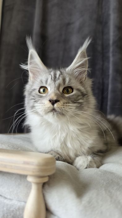 Чудове кошеня мейн кун родовід клубу