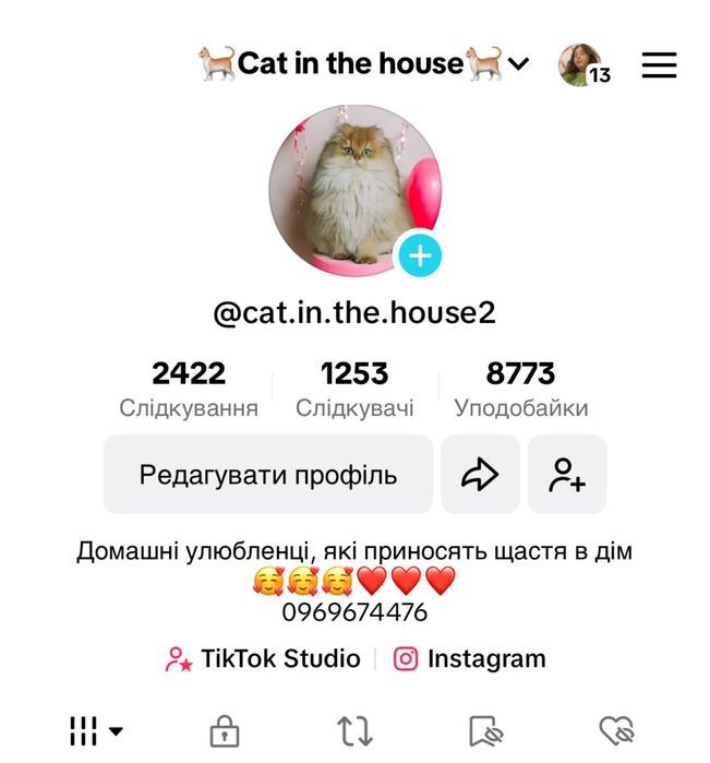 Котятка хлопчики та дівчатка