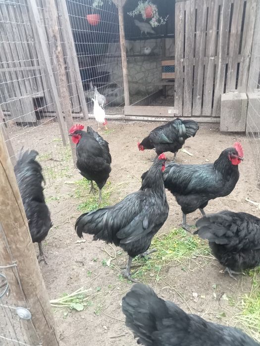 Casais e Galos Raça Jersey Gigantes