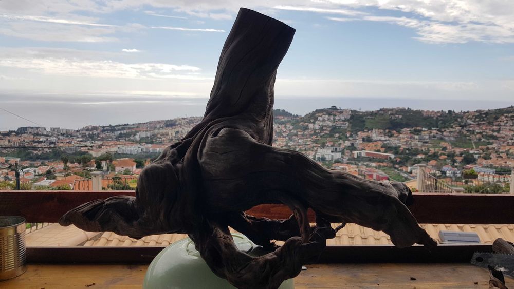 Tronco Urzo limpo para aquário ou decoração