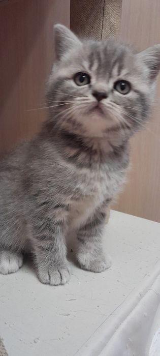 Шотландська пушишка