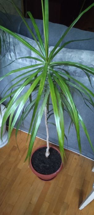 Драцена узколистная