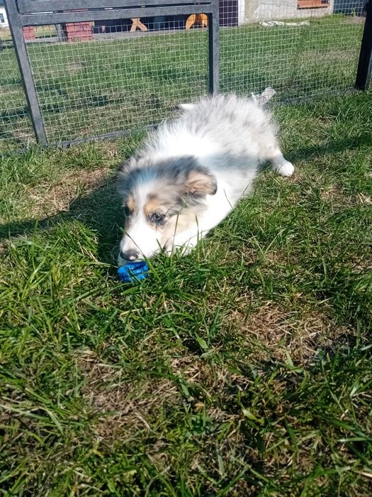 Border collie suczka
