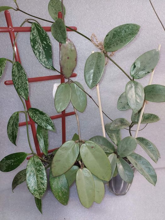 Хойї сільвер долар,нова гост,пубікаліс сільвер