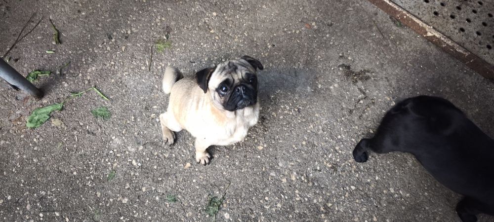 Pug carlin criado em ambiente familiar disponível para entrega imediat