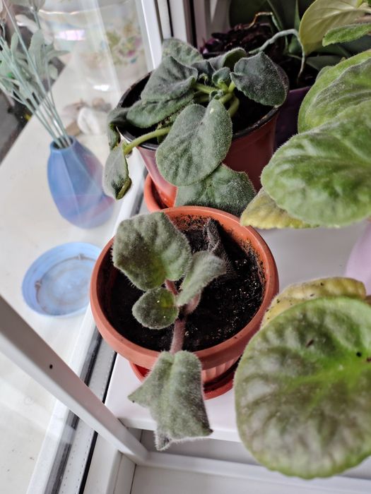 Отдам рождественник, белая фиалка и розовая фиалка