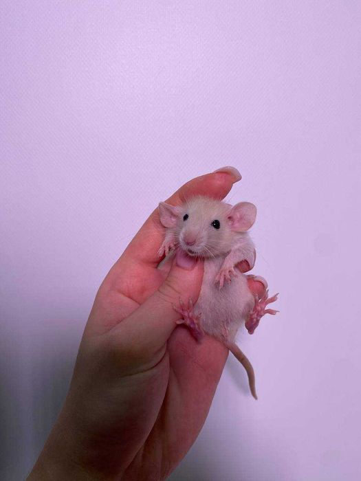 пацючок, пацюк рекс, пацюк хаскі дамбо та багато інших