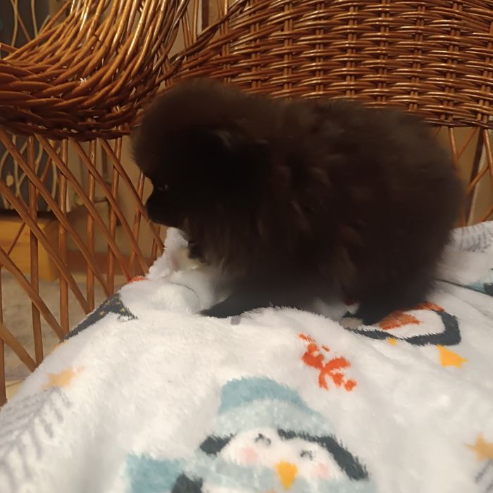 Szpic miniaturowy - suczka