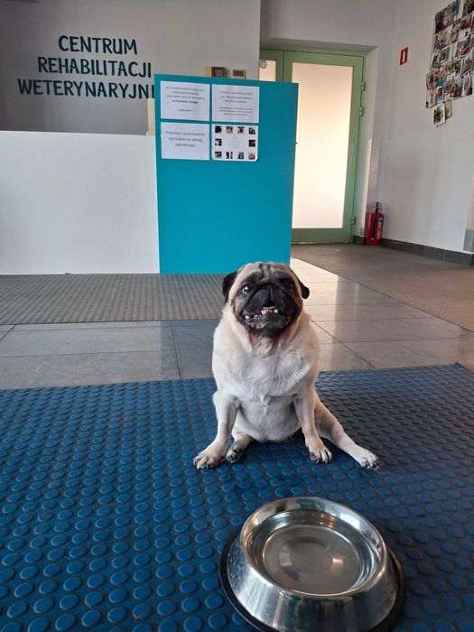 Opieka nad psami i spacery | empatyczna opiekunka | Nowa Huta