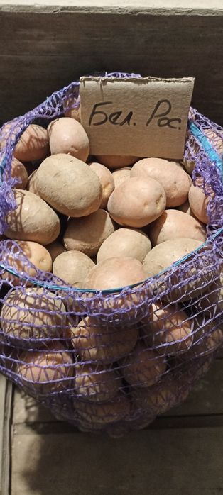 Продам велику домашню картоплю.