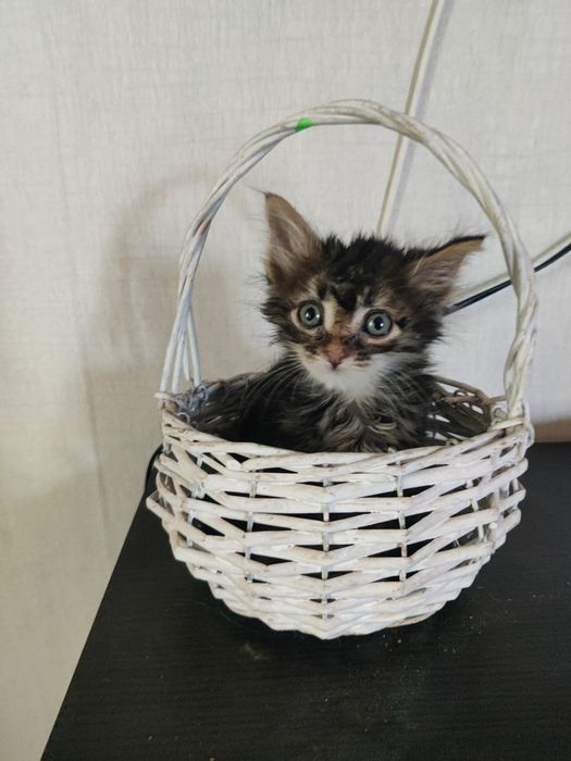 Котенок.Котик . Маленький котик