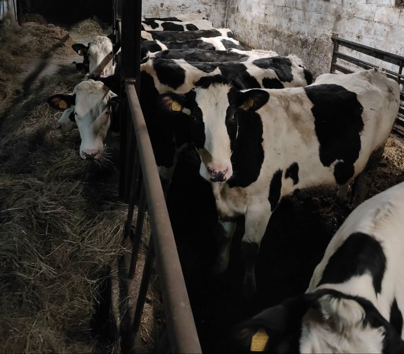 Jałówki wysokocielne