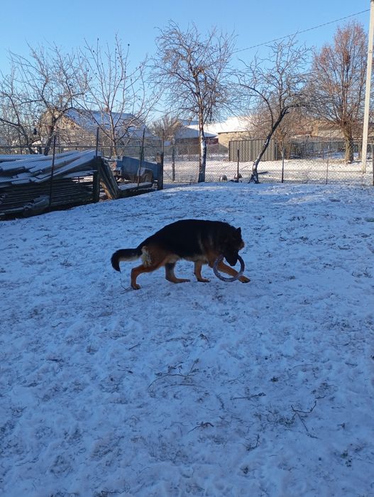 Німецька вівчарка