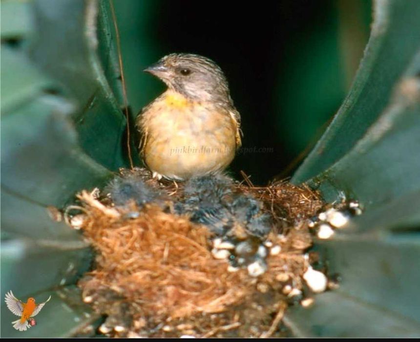 Crithagra citrinipectus ( criadores em Portugal )