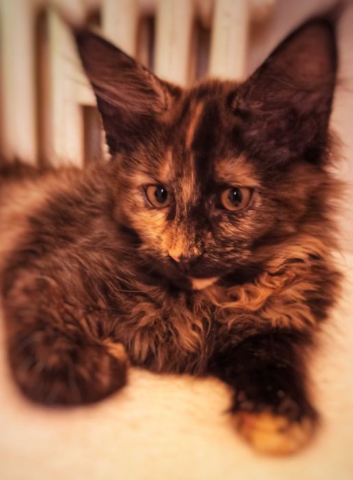 Kotka Maine Coon czarna szylkretowa / FPL REZERWACJA