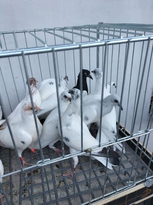 Gołebie ozdobne młode