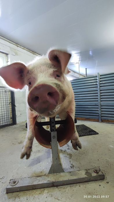 Спермадози від хряків Велика Біла,Ландрас,Пьетрен,Maxter304,Дюрок.