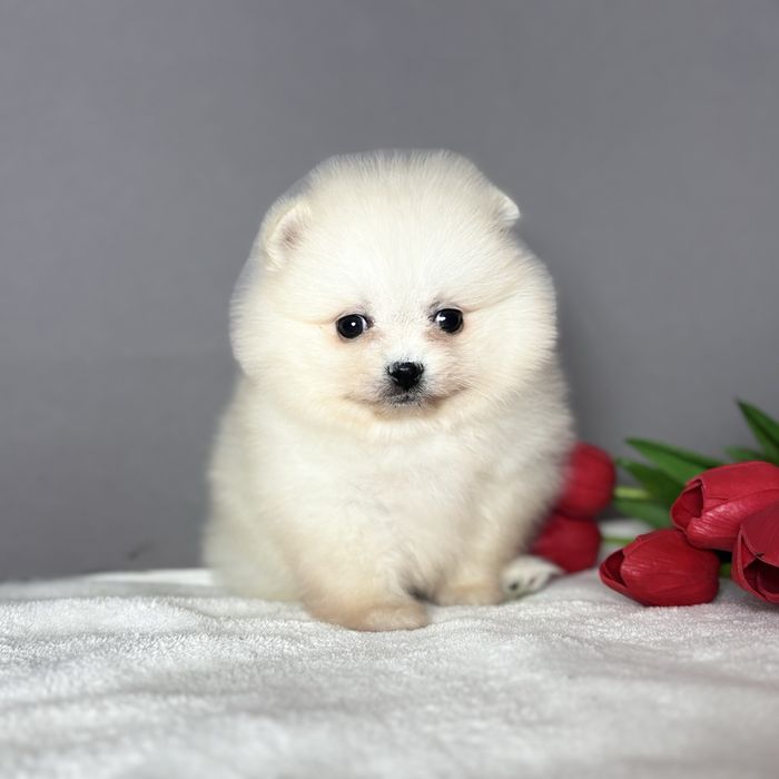 хлопчик шоу класу тип ведмедик