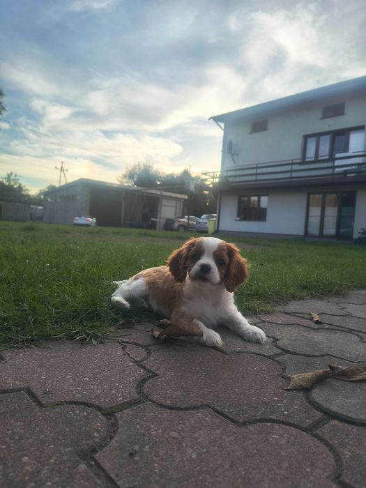Pieskek Cavalier King Charles Spaniel