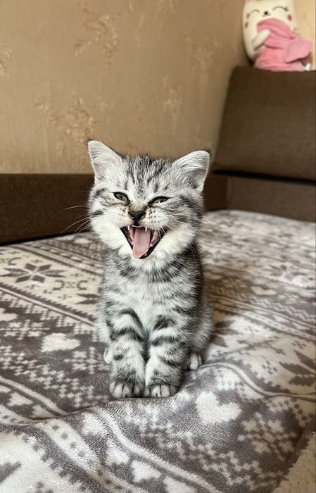 Котята (мальчики) шотландские вислоухий и прямоухий