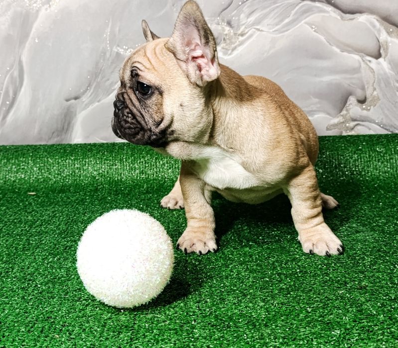 Хрюшки французские