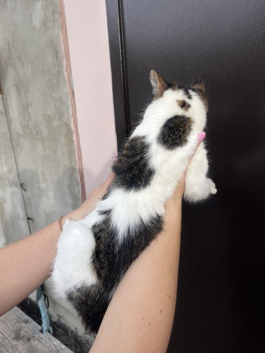 Дівчинка муркотуха .