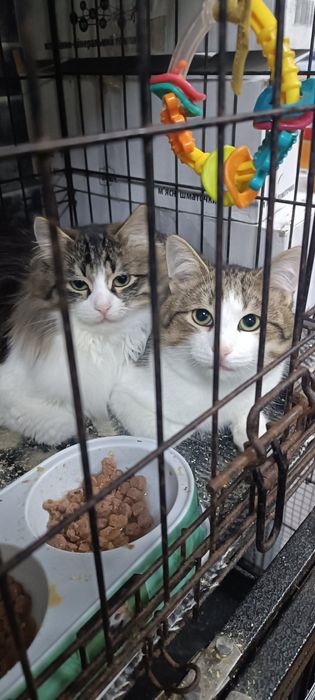 Котики у добрі руки