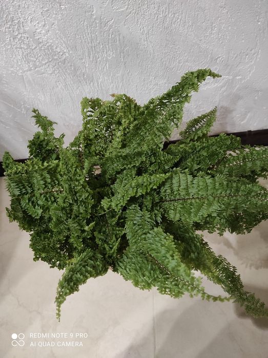 Кімнатний папоротник, нефролепіс