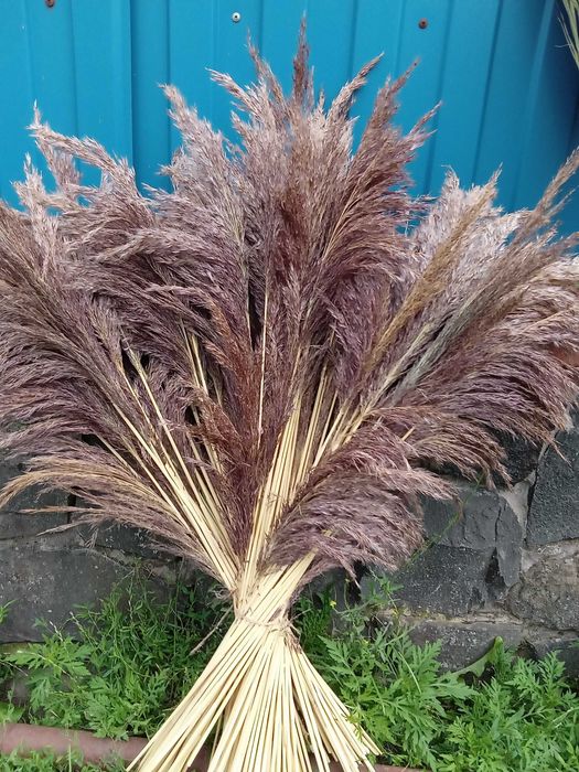 Сухоцвіти вирощені власноруч