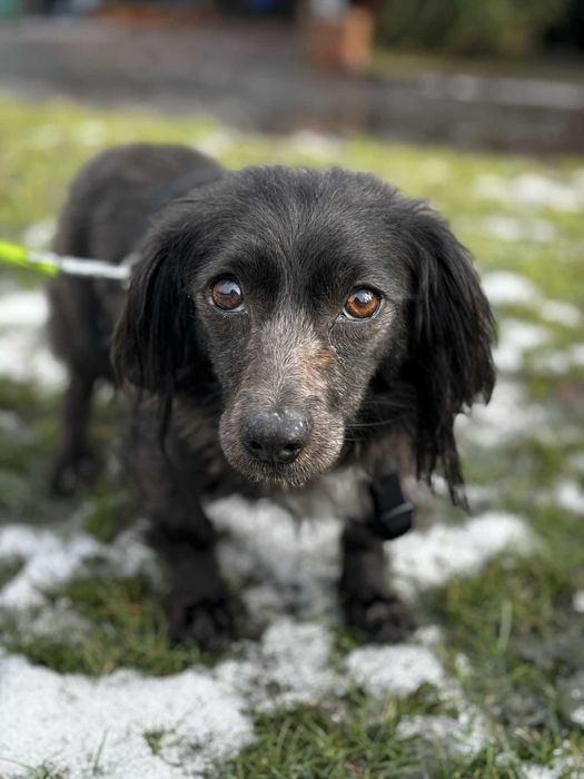 Mikro sunia potrzebuje domu adoptuj