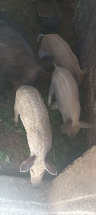 Продам поросята породи мангали