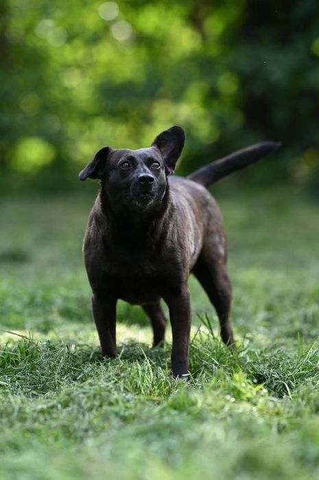 Śliczna Kama czeka na adopcje