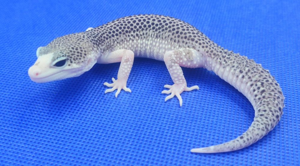 Gekony lamparcie Total Eclipse poss het Tremper