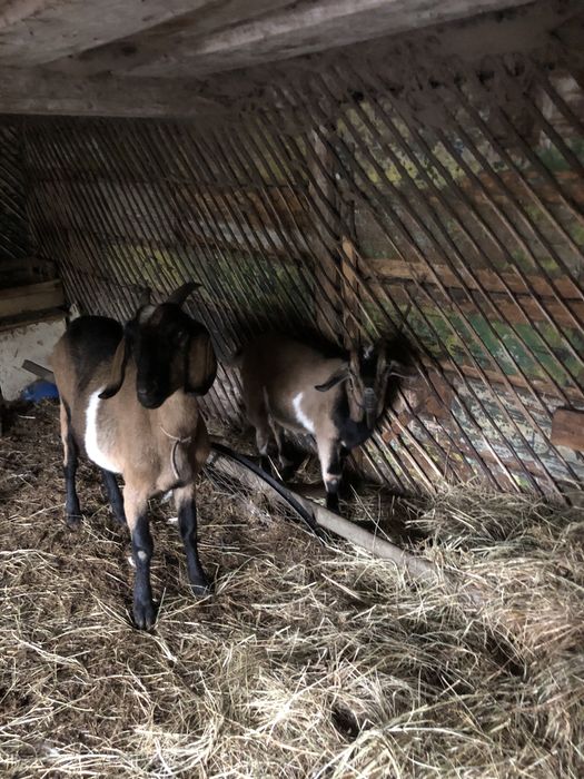 Продам нубійських кіз