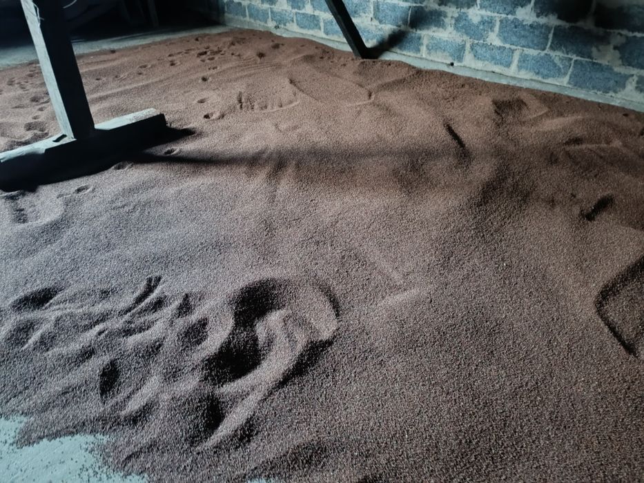 Rzodkiew oleista karma dla ptaków