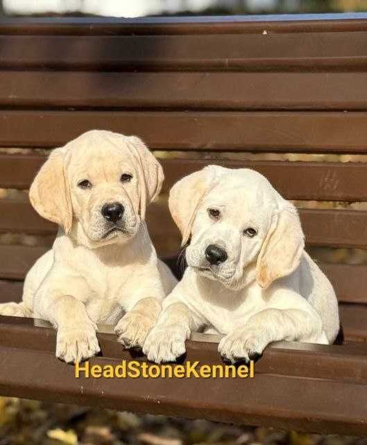 Щенки Лабрадора ретривера