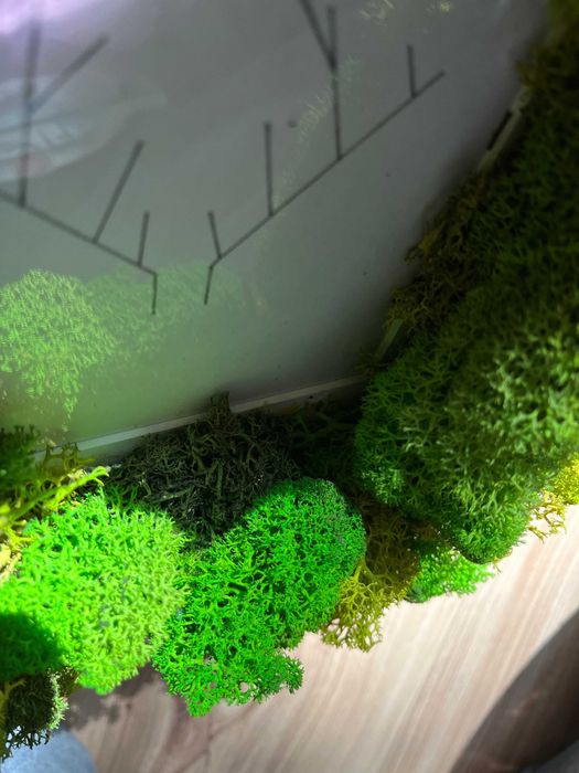 Diy ramka dekoracja 3D mech chrobotek ozdoba poroże na ścianę