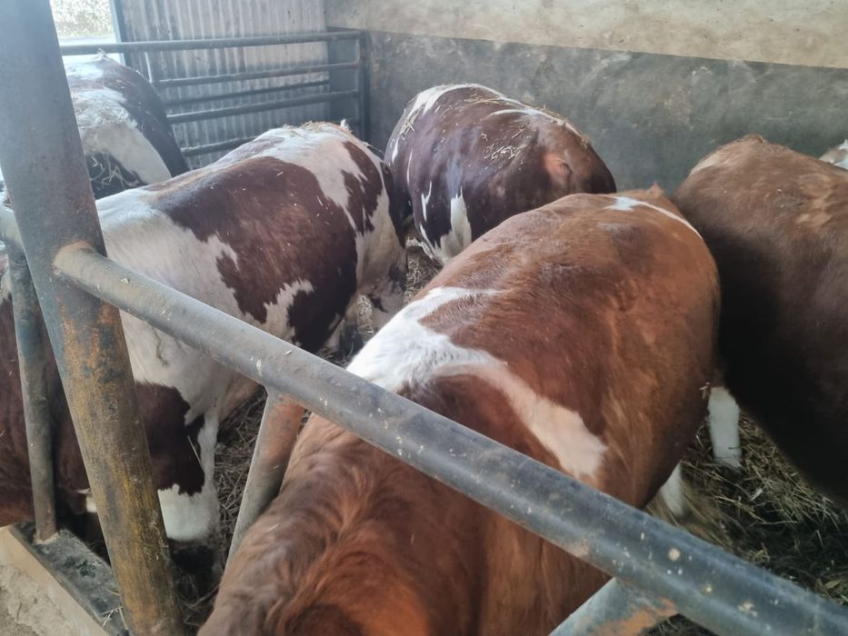 Bydło Byki MM Rzeźne