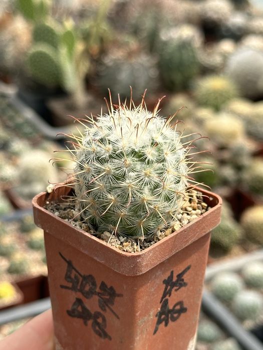 Кактус Мамілярія Mammillaria bombicina