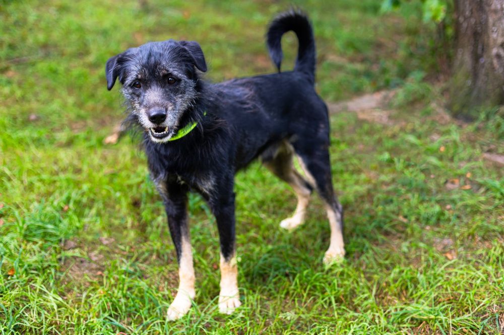 Lucky piesek do adopcji