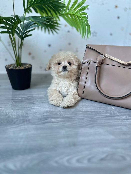 Найкращі цуцики мальтипу. Міні друзі мальтіпу