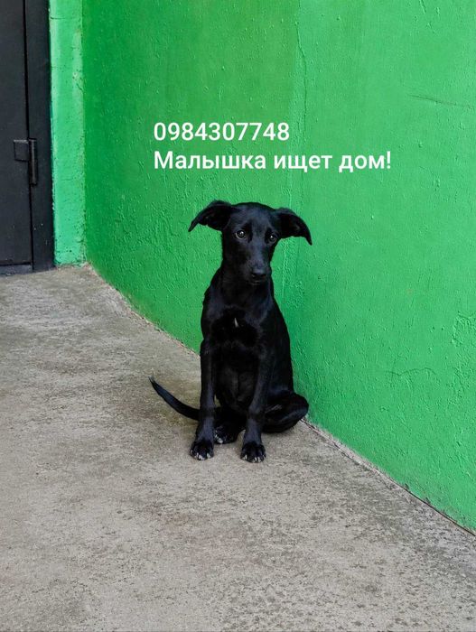 срочно ищет дом чудесная малышка Принцесса!